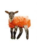 Lamb Coats