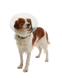 Buster Clic Collars