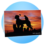 IMS Pet Sympathy Cards