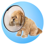 IMS Comfy E-Collars
