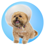IMS Click E-Collars