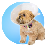 IMS Transparent E-Collars