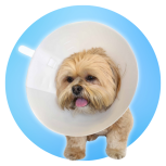 IMS Opaque E-Collars