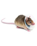 Rodent Recovery Collars